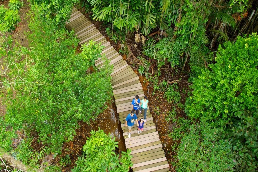 Pulau Ubin Singapore: Complete Guide to Visiting Singapore's Last Kampong (2025) - Pulau Ubin wetlands