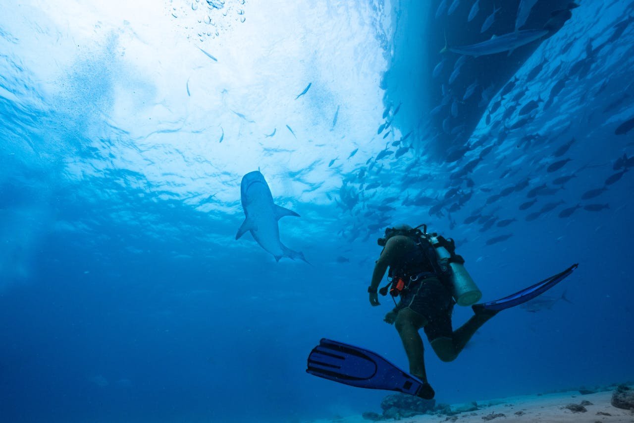 Best Season for Tiger Shark Diving in Fuvahmulah: A Complete Guide 2025