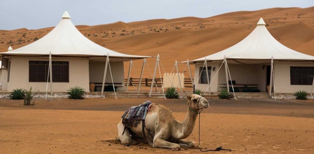 Dune Bashing and Camel Rides