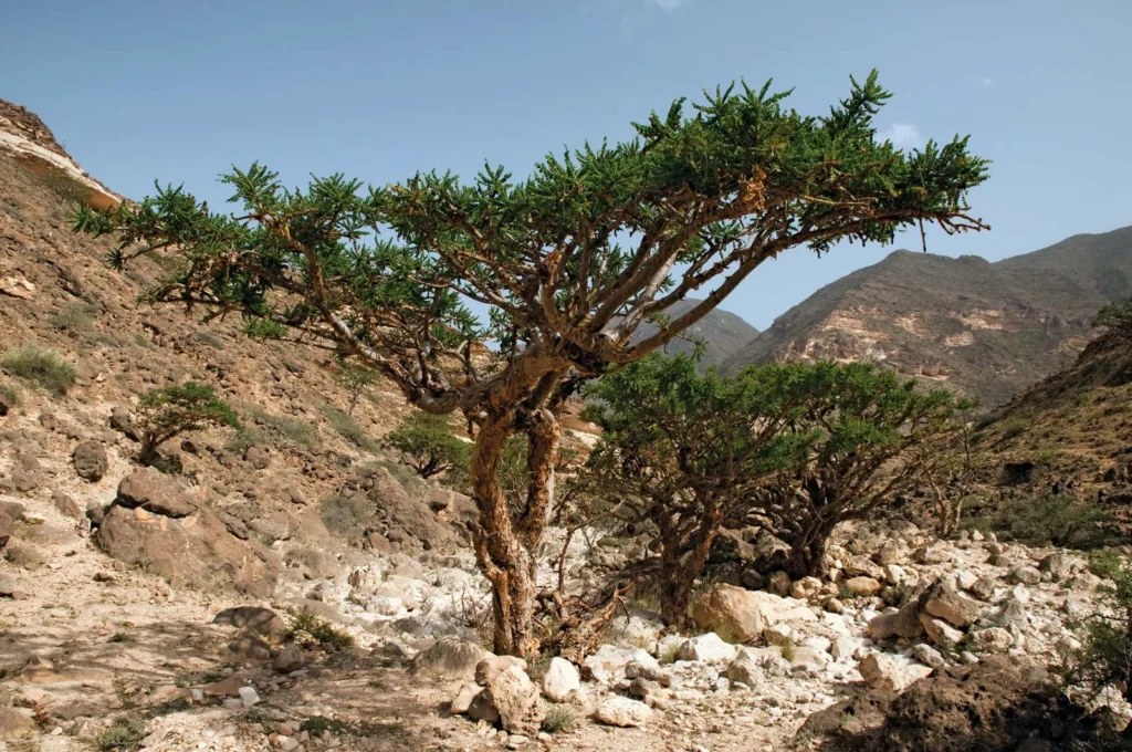 Frankincense Trees